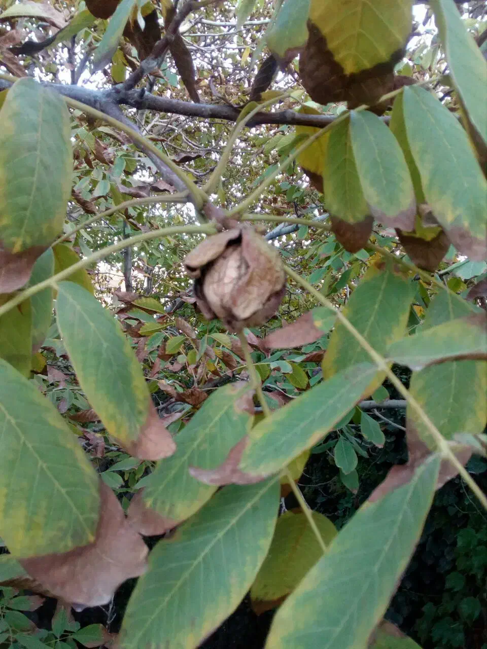 کار در گلخانه|خدمات باغبانی و درختکاری|تنکابن, |دیوار