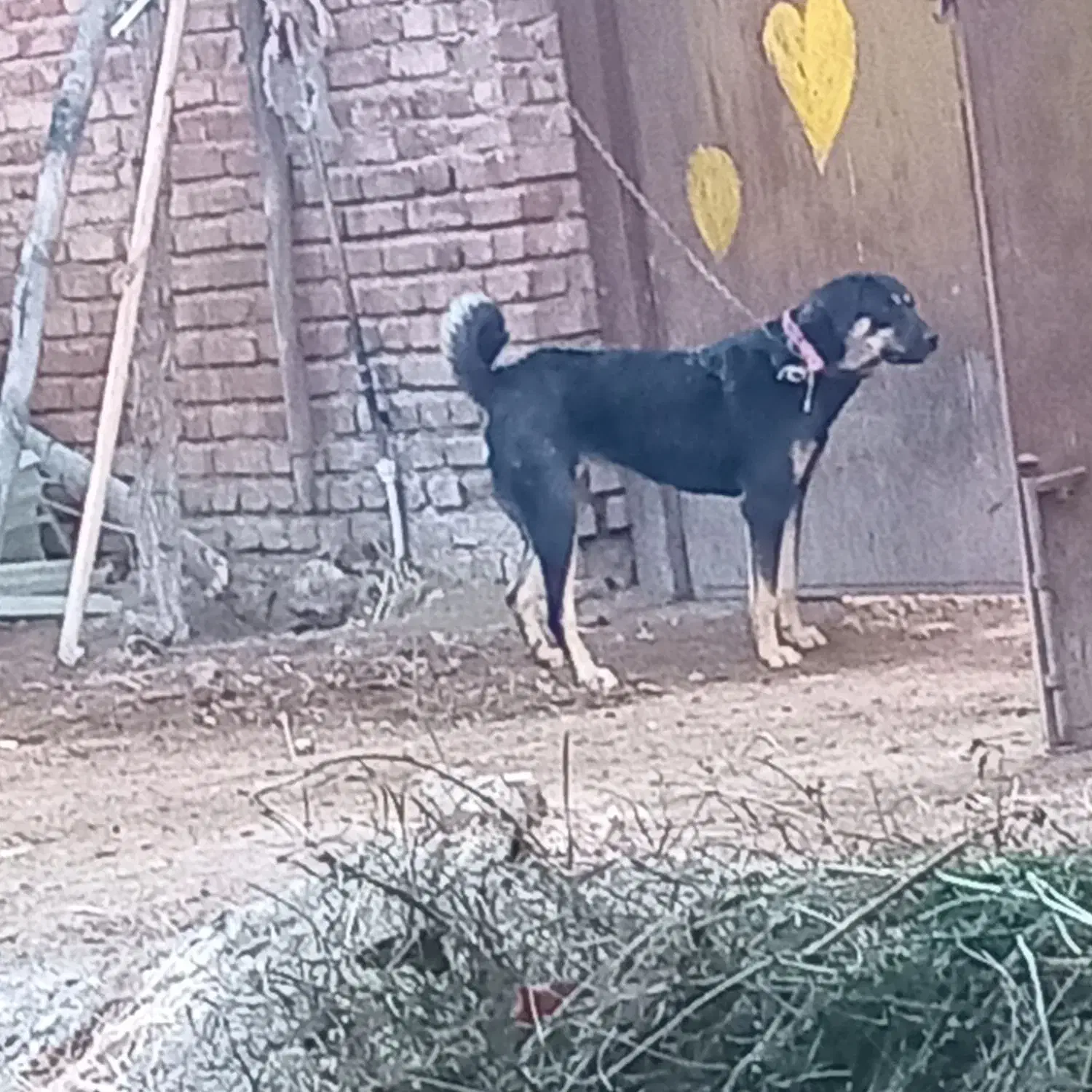 سگ ماده عراقی|سگ|سلماس, |دیوار