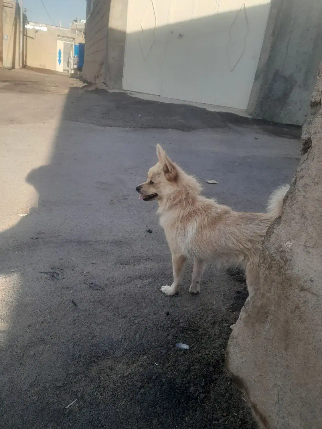 کوا|سگ|اسدآباد, |دیوار