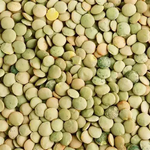 عدس بوجاری درشت|عمدهفروشی|بیله سوار, |دیوار