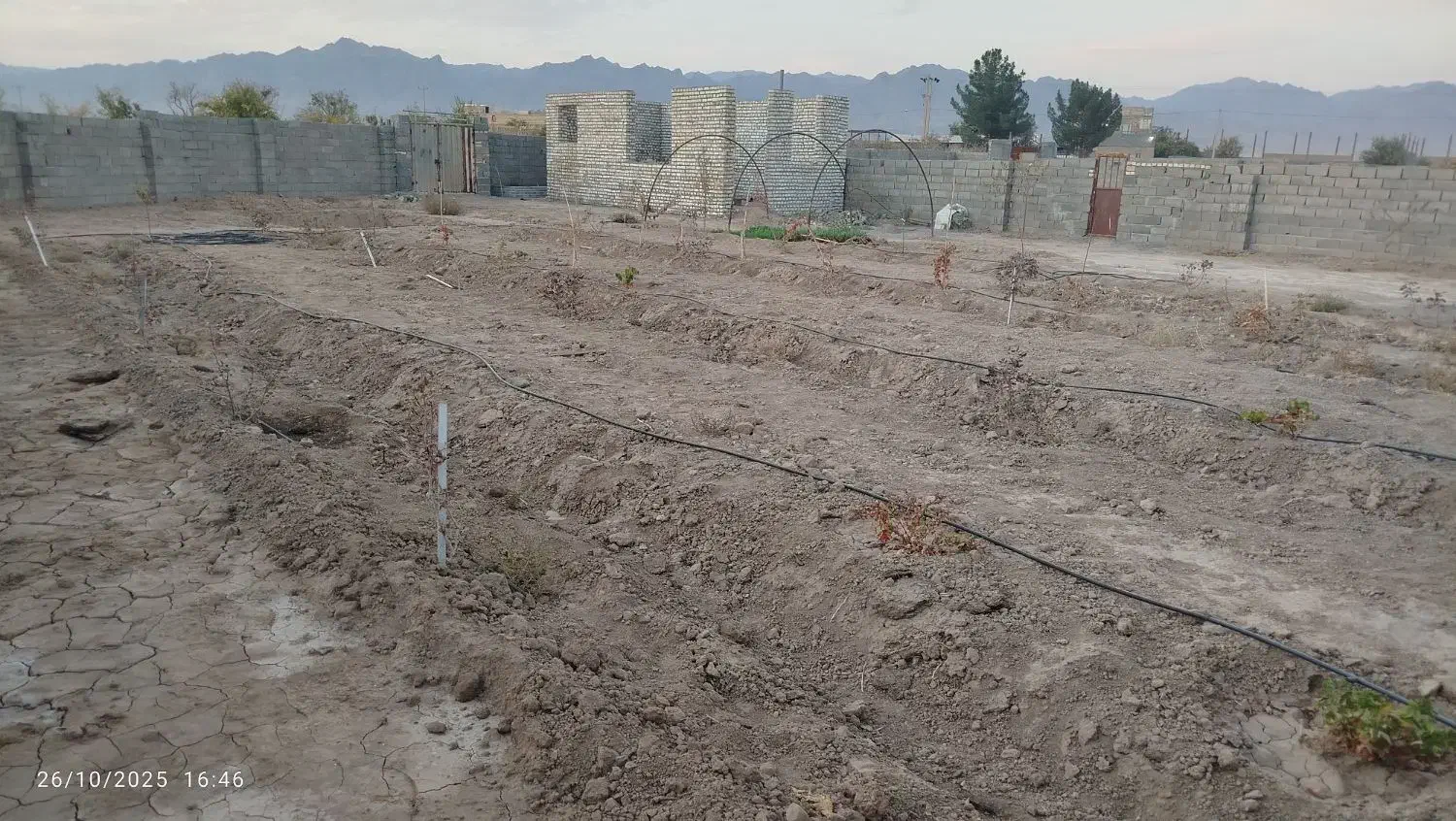 850متر باغ کشاورزی|فروش زمین و ملک کلنگی|کاشمر, |دیوار