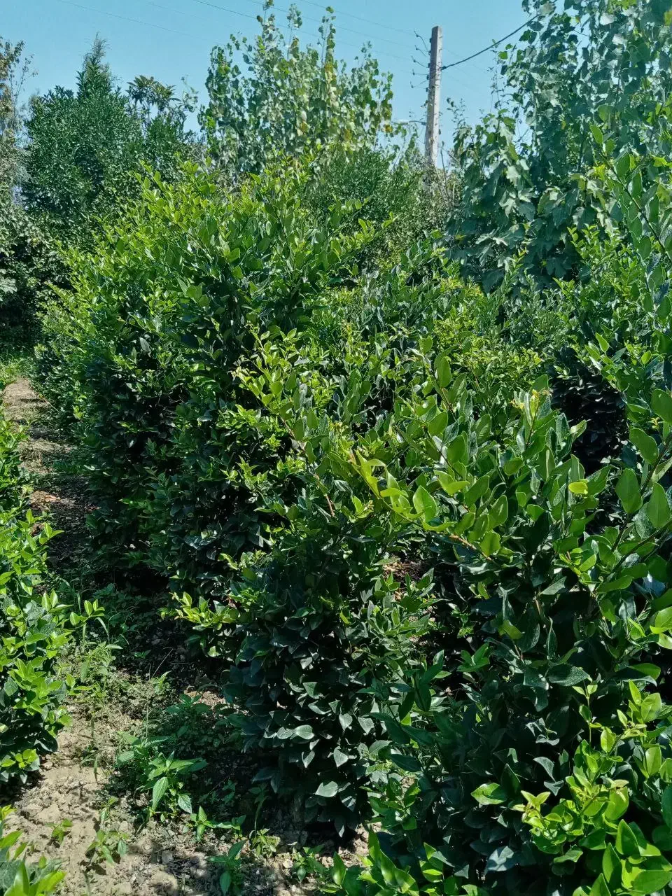 فروش درختچه و نشا یاس هلندی|خدمات باغبانی و درختکاری|چابکسر, |دیوار