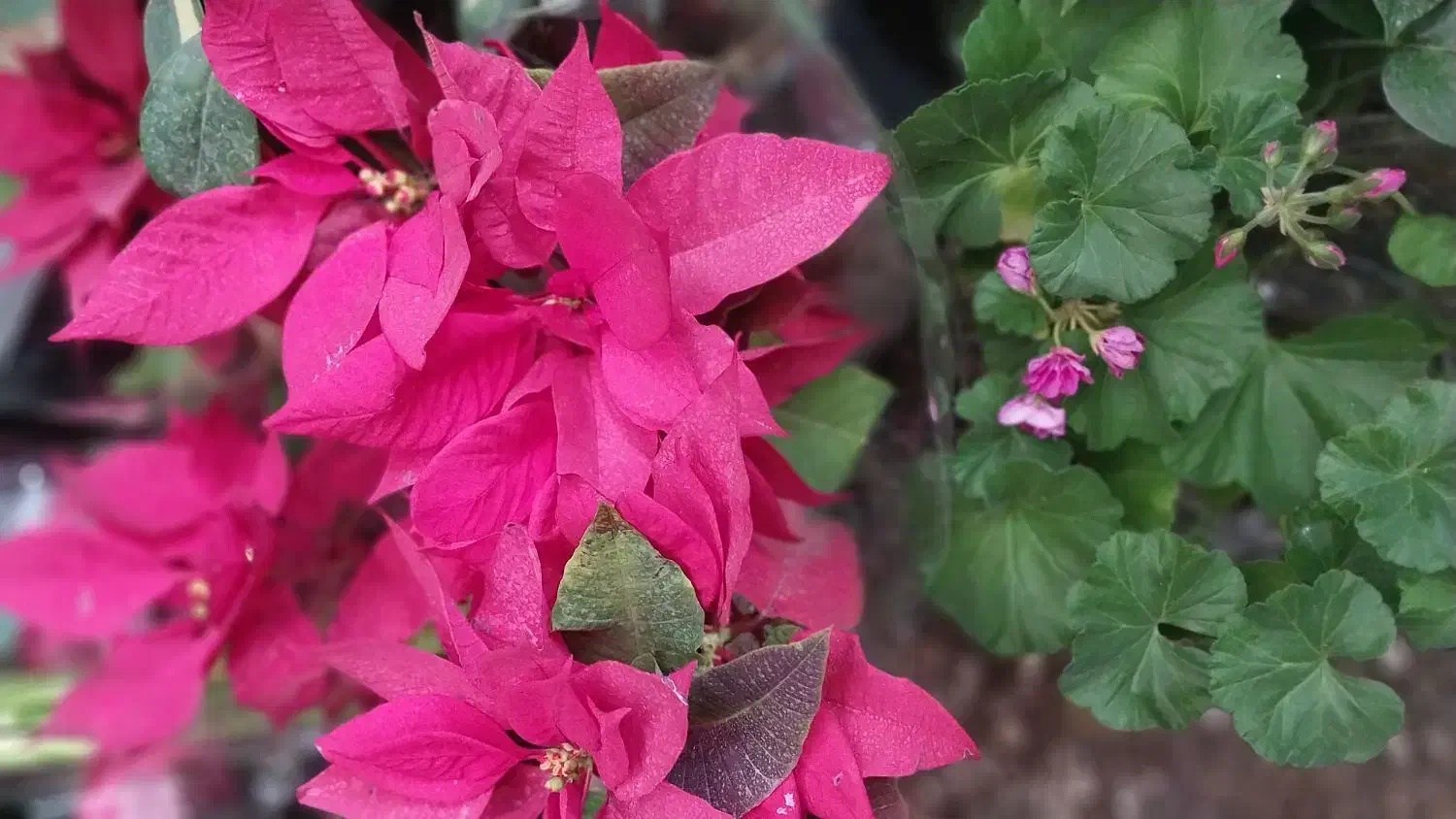 گل به مناسبت روز مادر|گل و گیاه طبیعی|کوهدشت, |دیوار