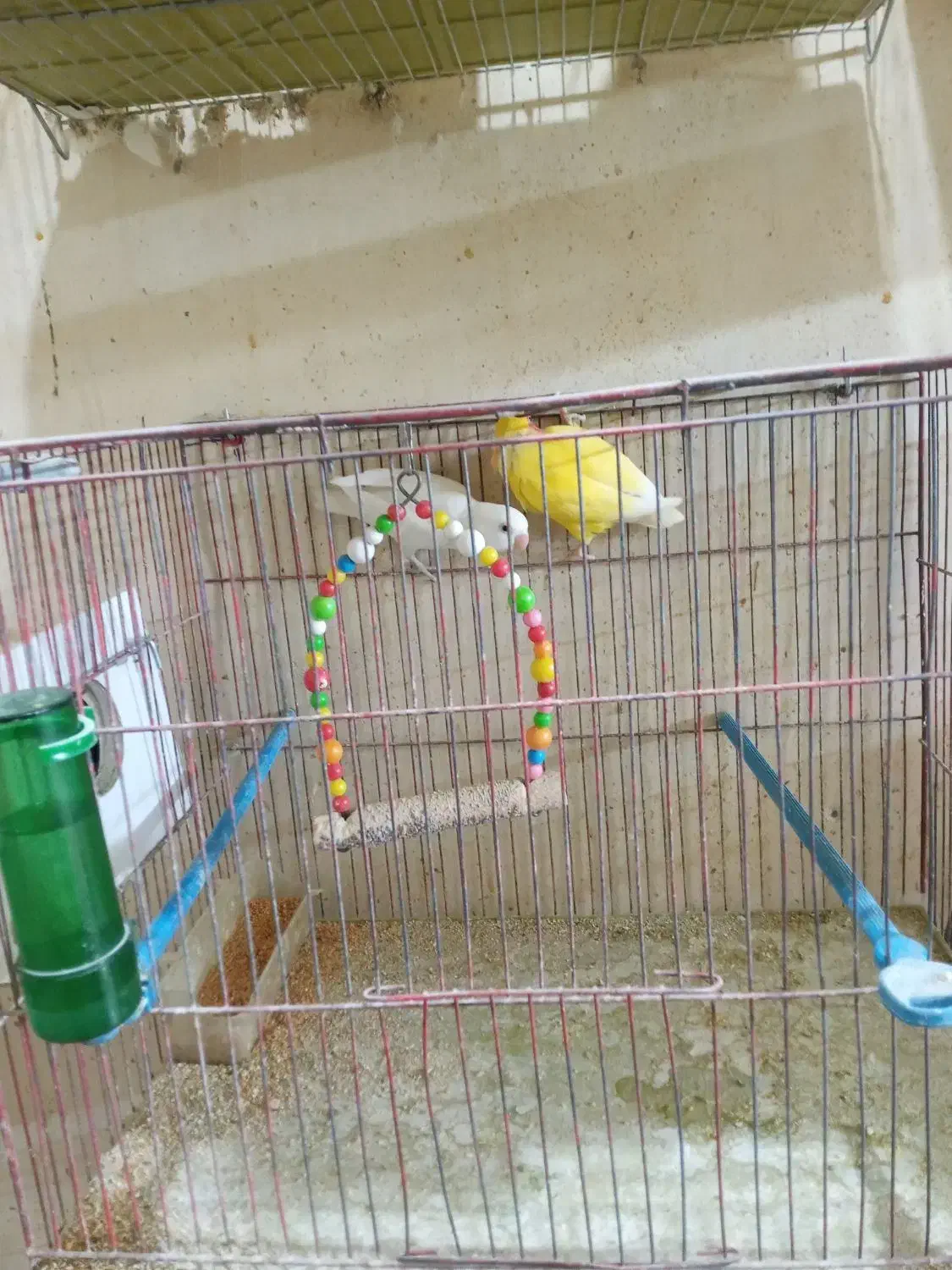 جفت کوتوله جفت|پرنده|تبریز, |دیوار