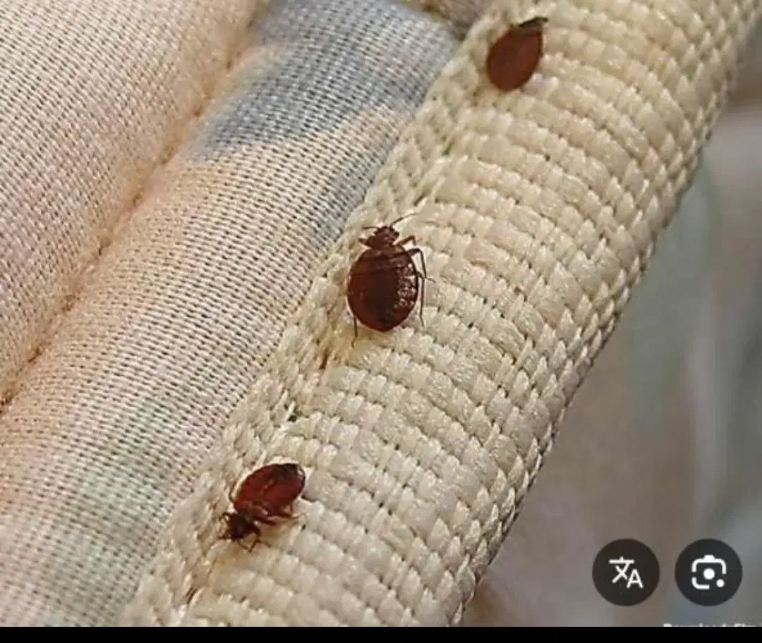 سمپاشی سوسک کابینتی موریانه زدایی 20درصد تخفیف|خدمات نظافت|دزفول, |دیوار