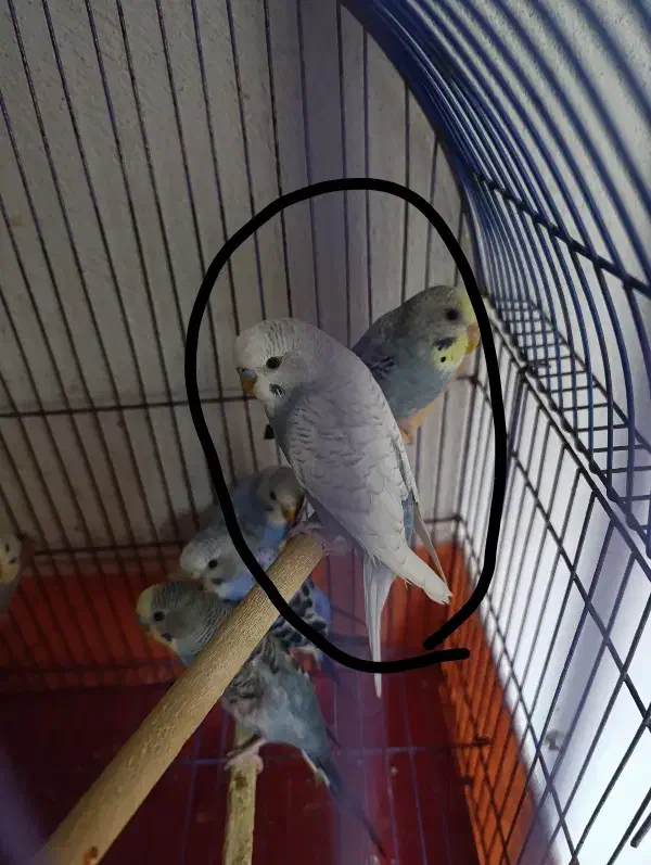 مرغ عشق|پرنده|قم, شهر قائم|دیوار