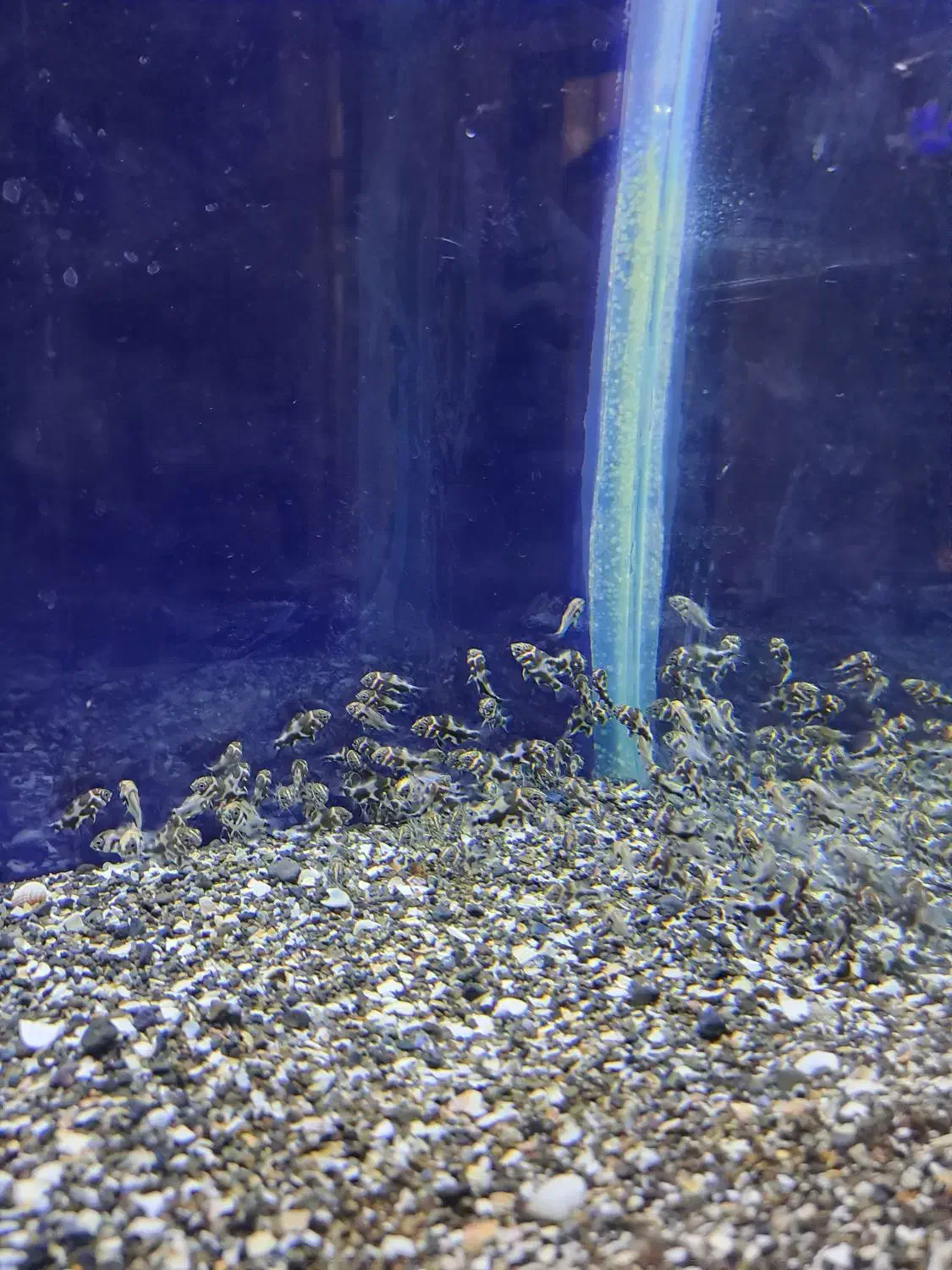 جوجه ماهی اسکار حدود صدتا|ماهی|دورود, |دیوار