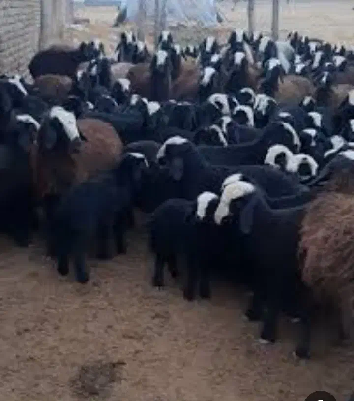 فروش گوسفند نژاد شال و افشار|حیوانات مزرعه|شال, |دیوار