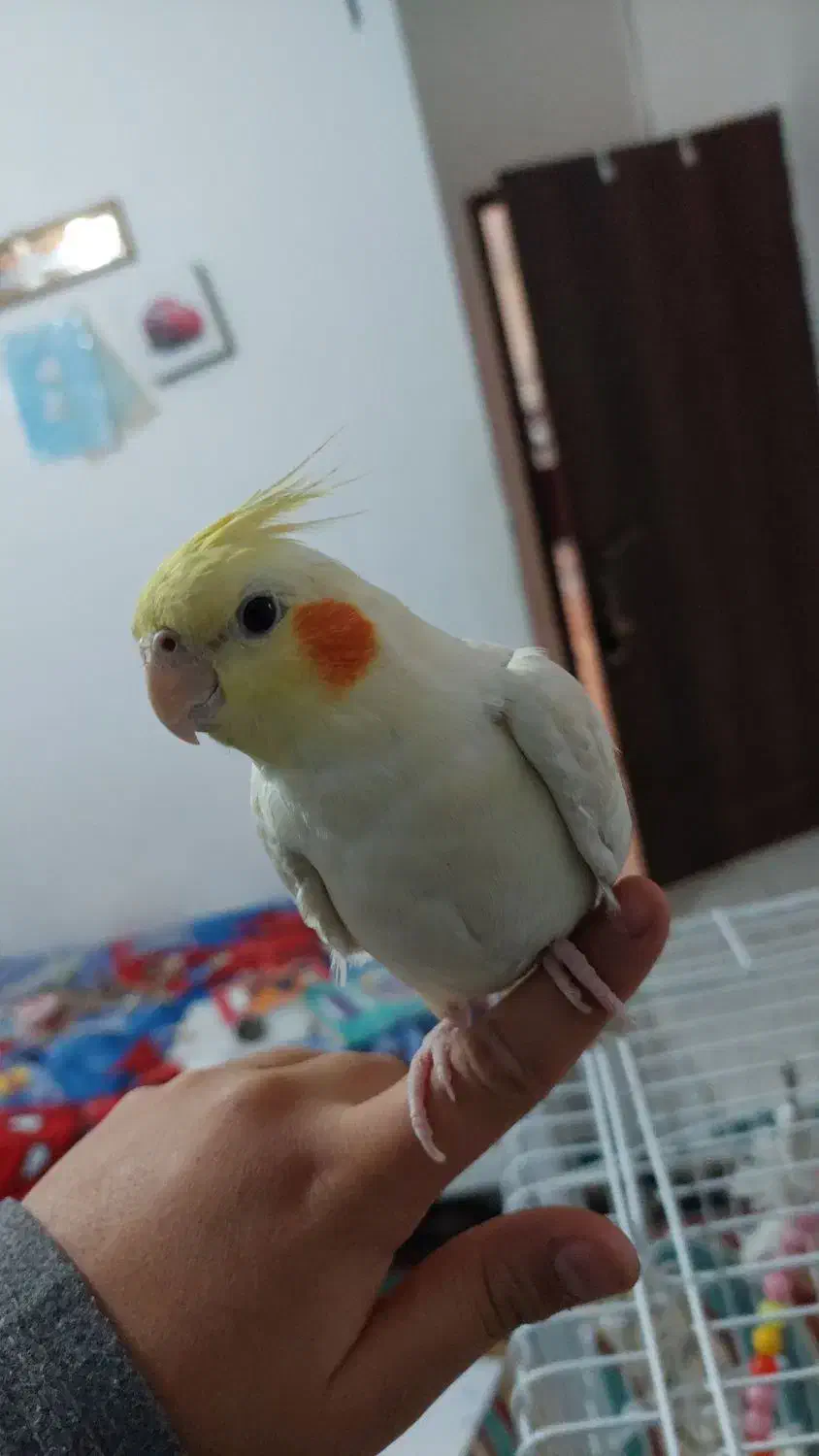 پرنده عروس هلندی|پرنده|هرسین, |دیوار