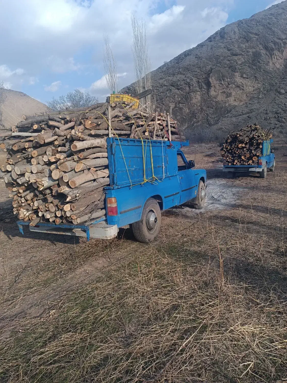 خرید انواع چوب کلی و جزئی به بالاترین قیمت|خدمات باغبانی و درختکاری|نیشابور, مازول|دیوار