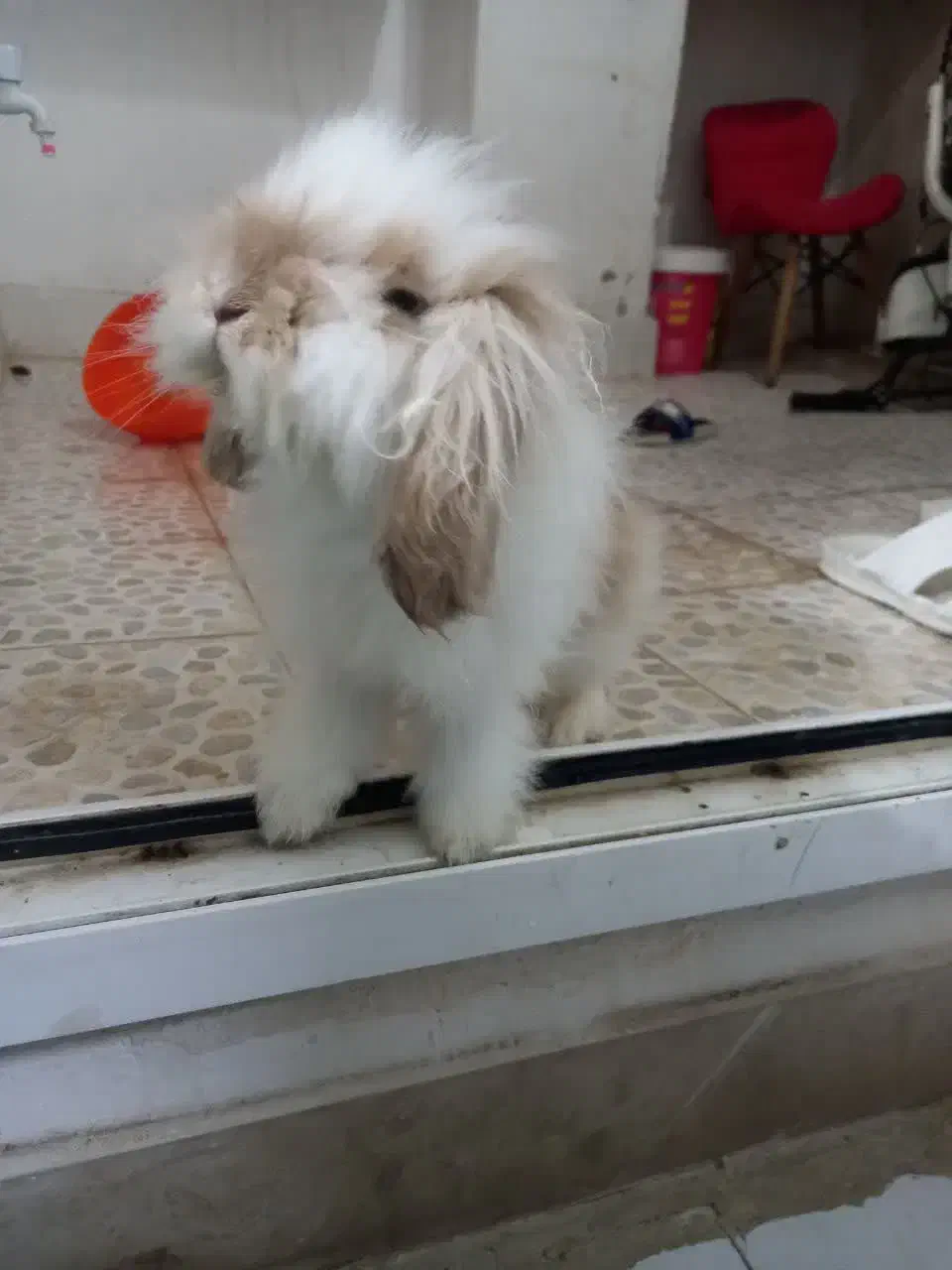 خرگوش هلندی|موش و خرگوش|رباطکریم, مسکن مهر آبشناسان|دیوار