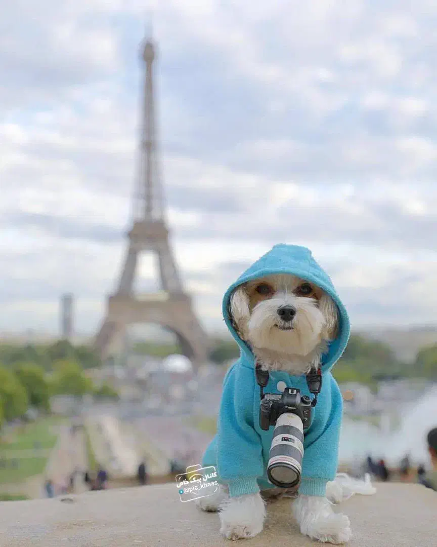 عکاسی حرفه‌ای با ایده‌های منحصر به فرد|خدمات پذیرایی، مراسم|کرمانشاه, |دیوار