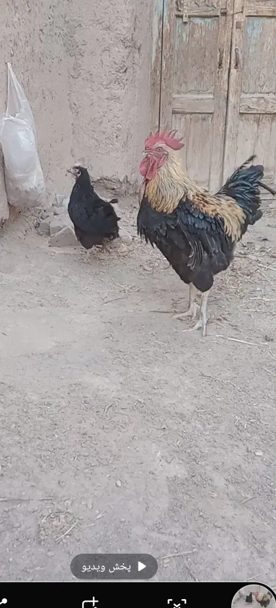 خروس|حیوانات مزرعه|تربتحیدریه, منظر|دیوار