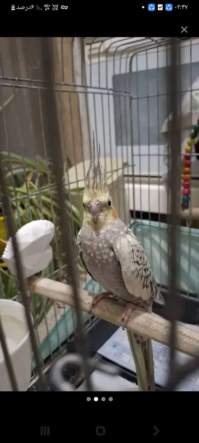 عروس هلندی رنگ مرواریدی تو دهنه پریده گم کردم|حیوانات|تفت, |دیوار