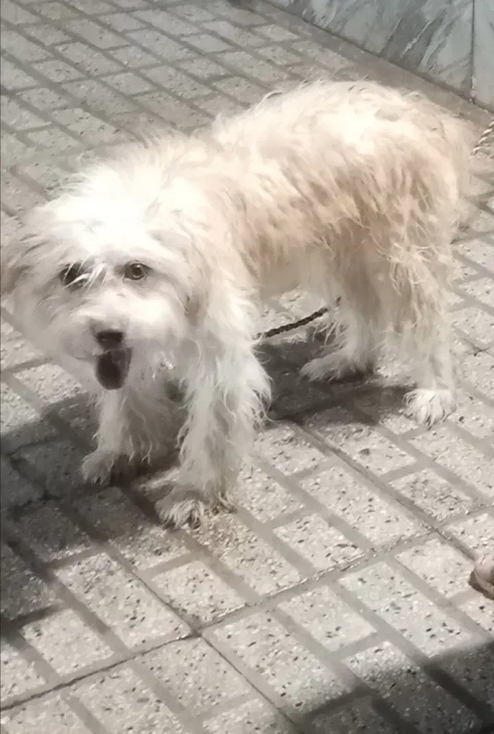 سگ تربیت شده|سگ|تربت‌حیدریه, بوستان باغ ملی|دیوار