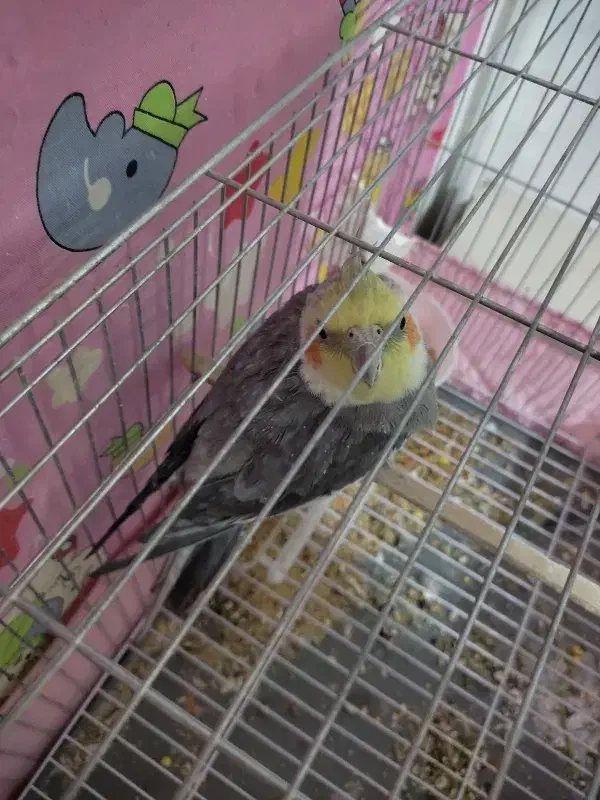 عروس هلندی نر سخنگو معاوضه با سگ ماده بزرگ|پرنده|ارومیه, |دیوار