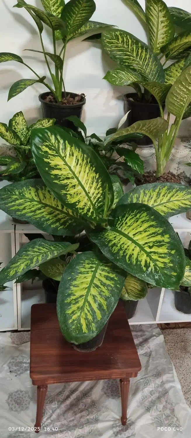 روز مادر گل ببر|گل و گیاه طبیعی|قم, زاد|دیوار