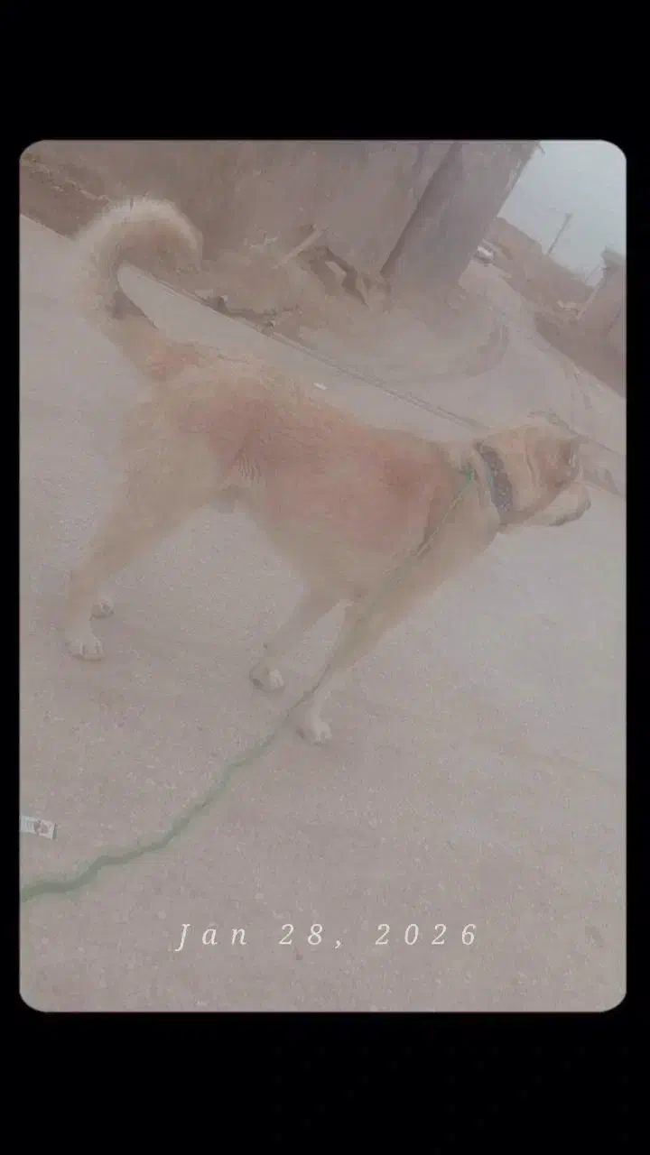 سگ پژدر|سگ|بوکان, |دیوار