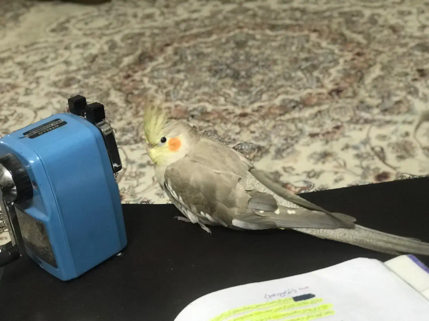 عروس هلندی گم شده|حیوانات|قم, پردیسان|دیوار