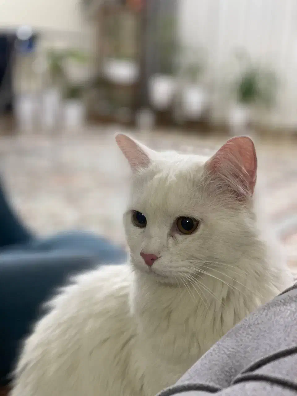 گربه ملوس و دوست داشتنی|گربه|نیشابور, مدرس|دیوار