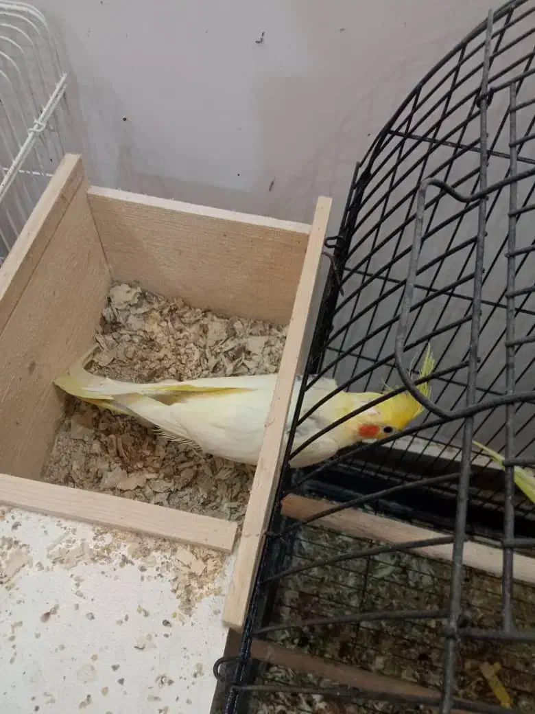 عروس هلندی مولد جفت|پرنده|بندر انزلی, معلم|دیوار