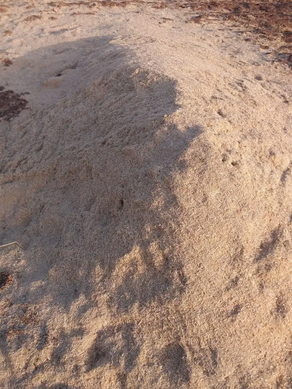 کاه لوبیا|لوازم جانبی حیوانات|ویسیان, |دیوار