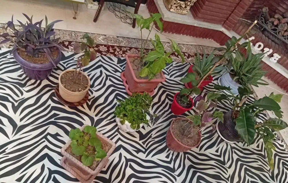 ۱۰ گلدان با گل|گل و گیاه طبیعی|شاهین‌شهر, شهرک هشت بهشت|دیوار