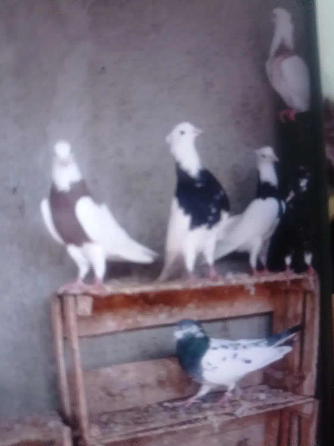 تعدادی سیاه آبادان و طوقی درجه یک|پرنده|بندر گناوه, |دیوار