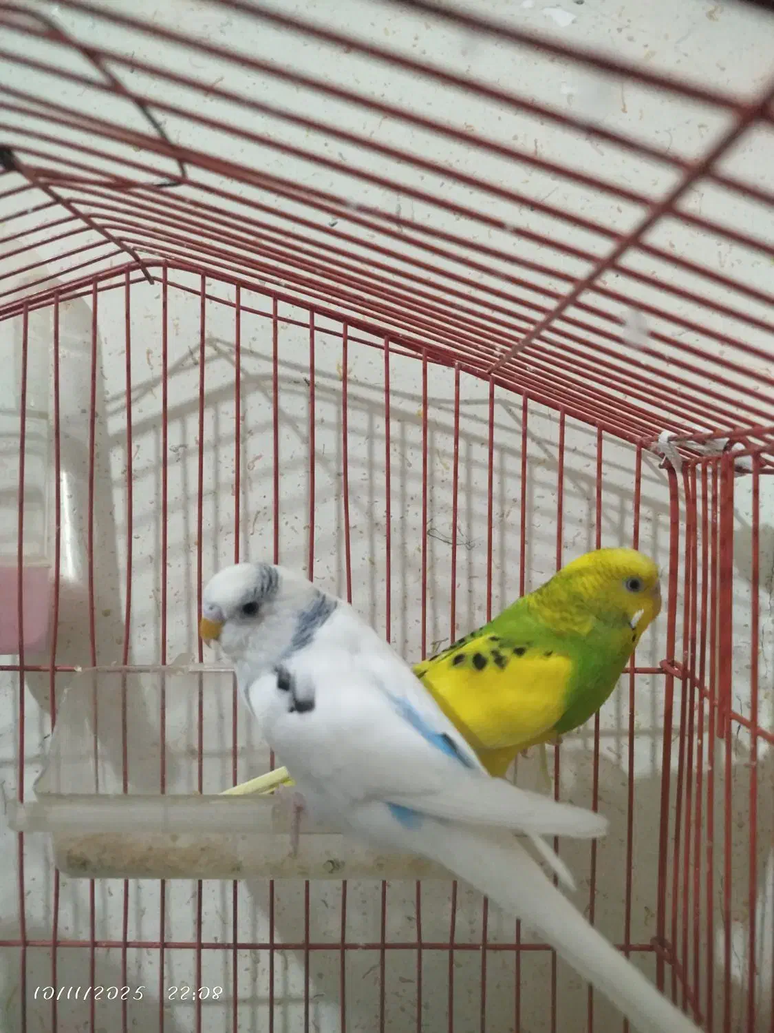 مرغ عشق|پرنده|محمدیه-قزوین, |دیوار