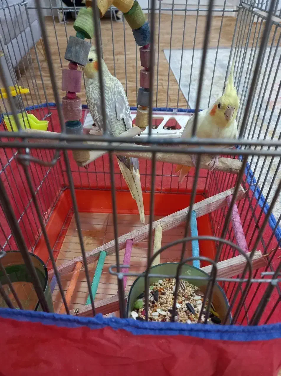 عروس هلندی|پرنده|سنندج, |دیوار