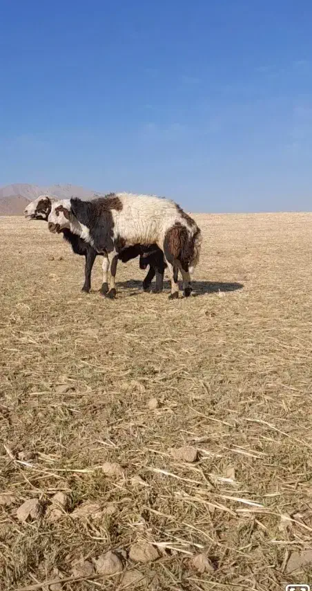 قوچ|حیوانات مزرعه|فریدونشهر, |دیوار