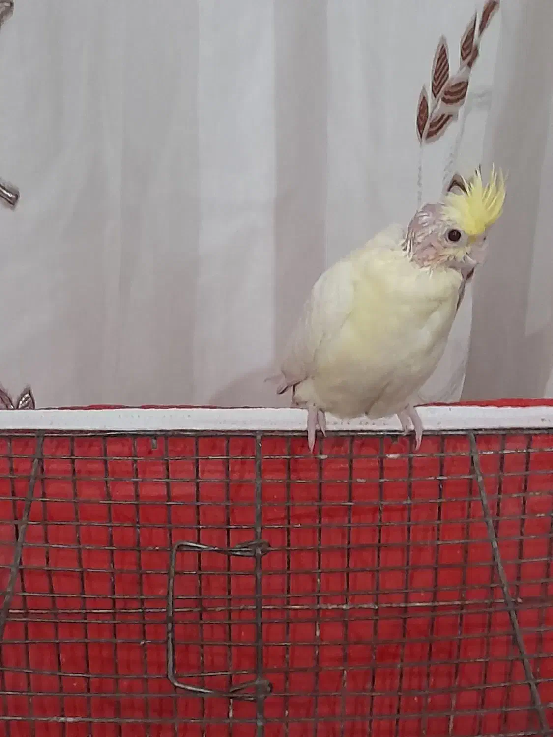 عروس هلندی|پرنده|بم, |دیوار