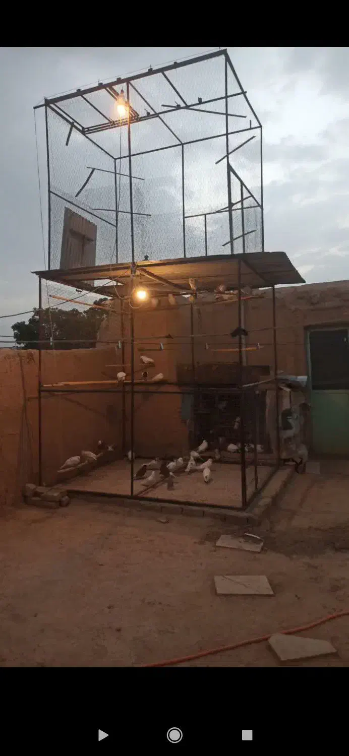 پرون و قفس|لوازم جانبی حیوانات|ساروق, |دیوار