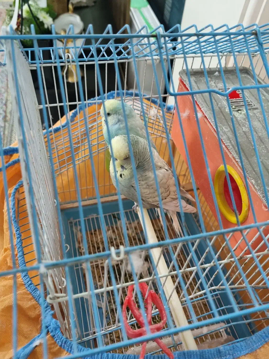 مرغ عشق انگلیسی|پرنده|خمینی‌شهر, |دیوار