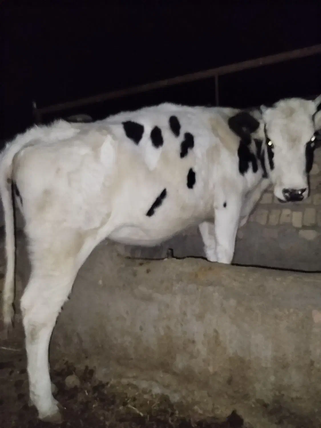 گوساله ماده آماده تلقیح وزن 350بالا|حیوانات مزرعه|سده (خراسان جنوبی), |دیوار