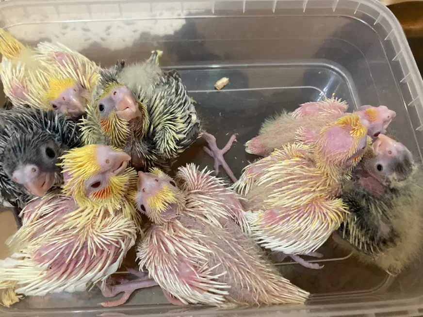 عروس هلندی سرلاکی در رنگ بندی(مولد و بالغ)|پرنده|رشت, یخسازی|دیوار