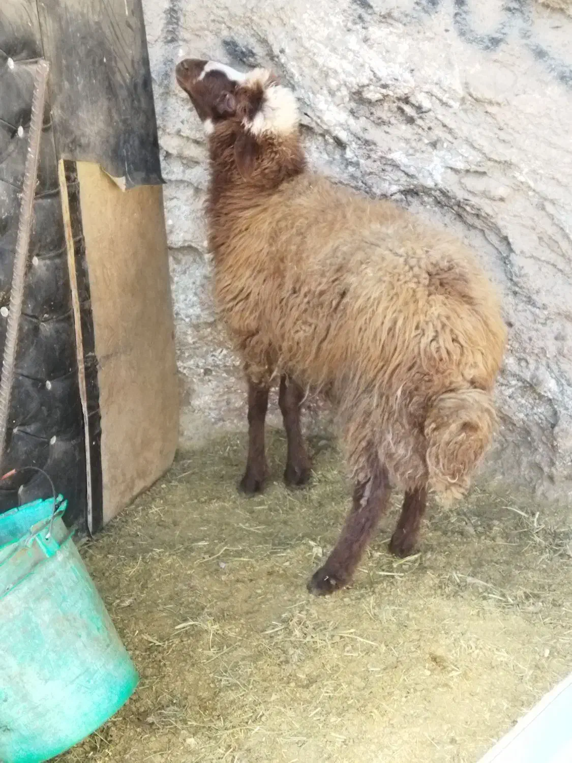 یک عدد توخلی نر درشت افشار برای توخملوخ|حیوانات مزرعه|بازرگان, |دیوار