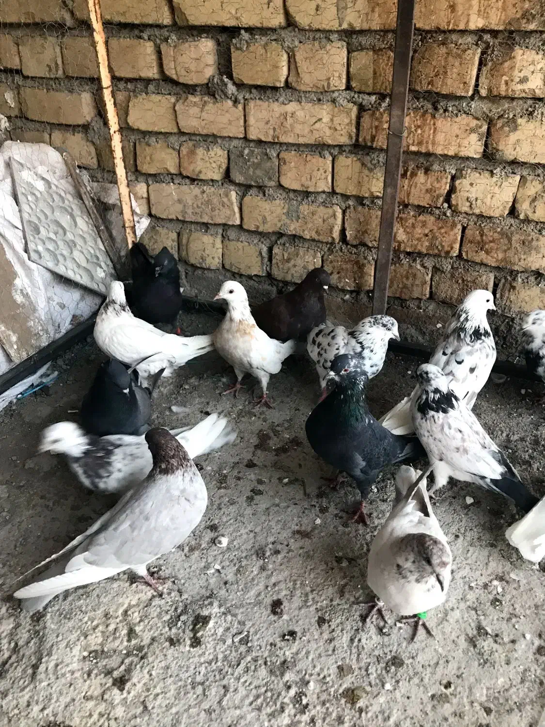 ۱۴کفتر ۱۶۰۰|پرنده|کاشان, پشت شهربانی|دیوار