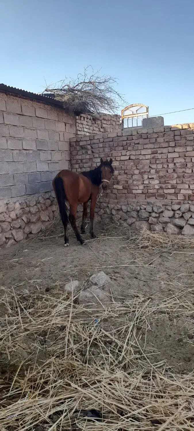 اسب مادیان دره شوری|اسب و تجهیزات اسب‌سواری|سیدان, |دیوار