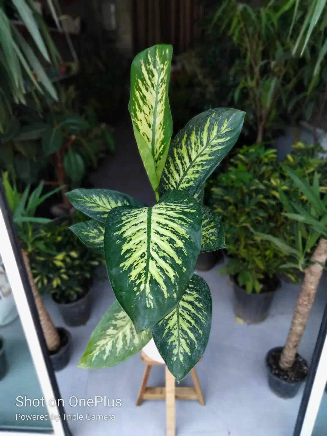 خزه|گل و گیاه طبیعی|تربتحیدریه, بی بی حسنیه|دیوار