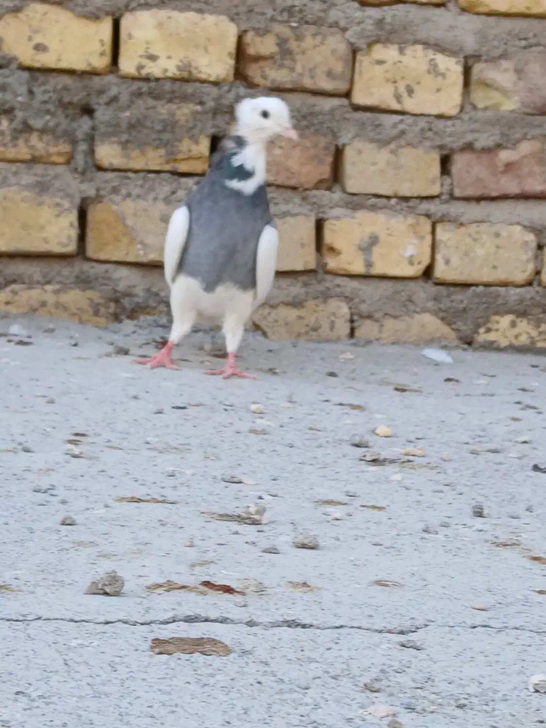 پرنده طوقق|پرنده|یزد, |دیوار