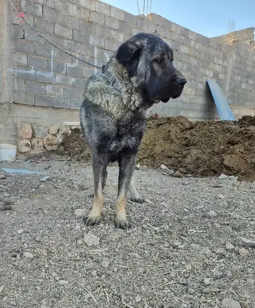 سگ سرابی|سگ|اصفهان, عباسآباد|دیوار