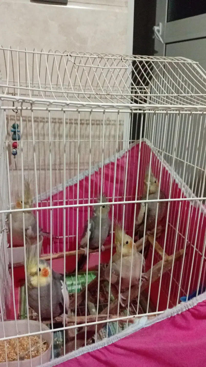 پرنده عروس|پرنده|رشت, جماران|دیوار