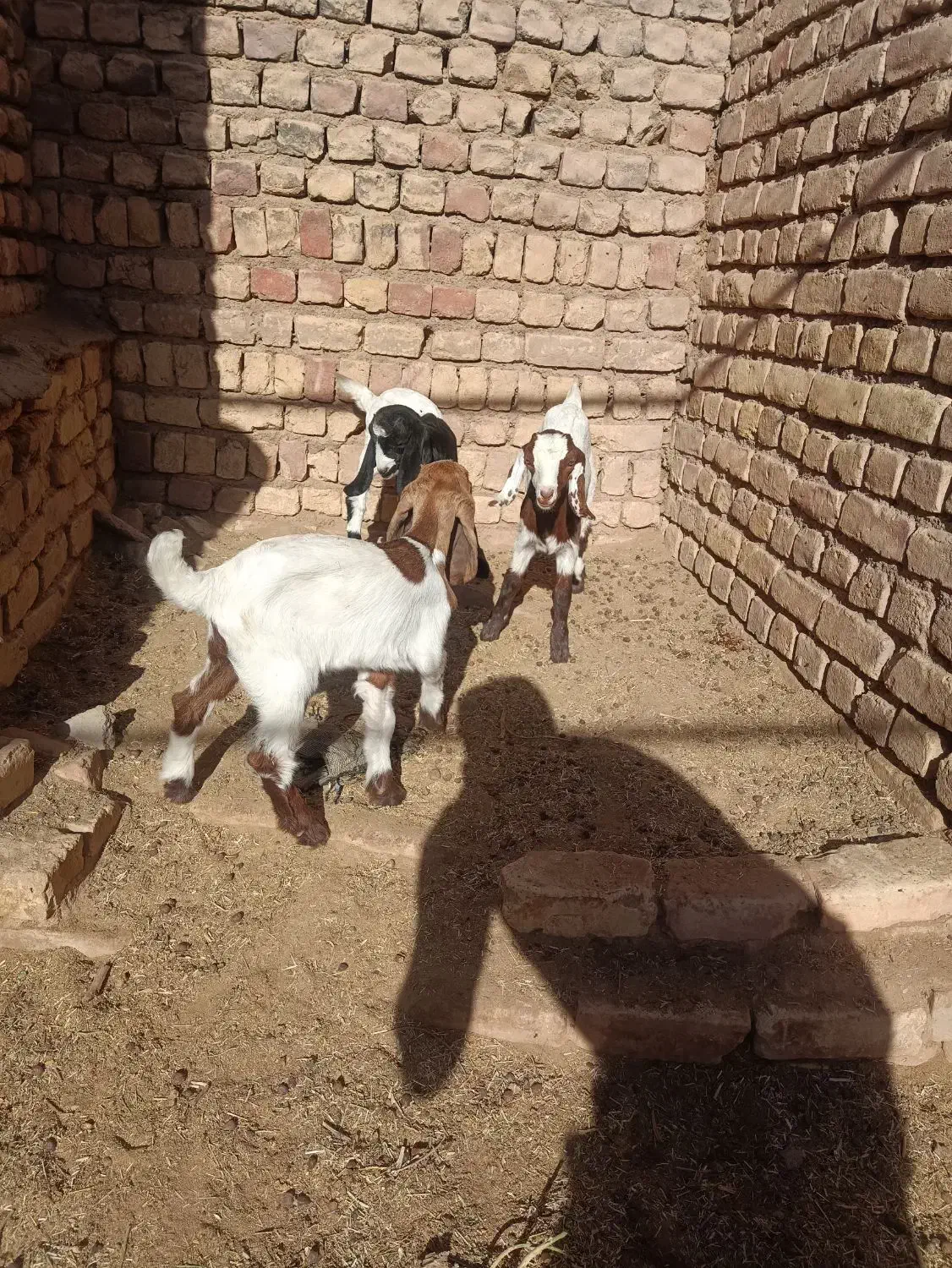 3راس کولار پاکستانی زایده|حیوانات مزرعه|بردسکن, |دیوار