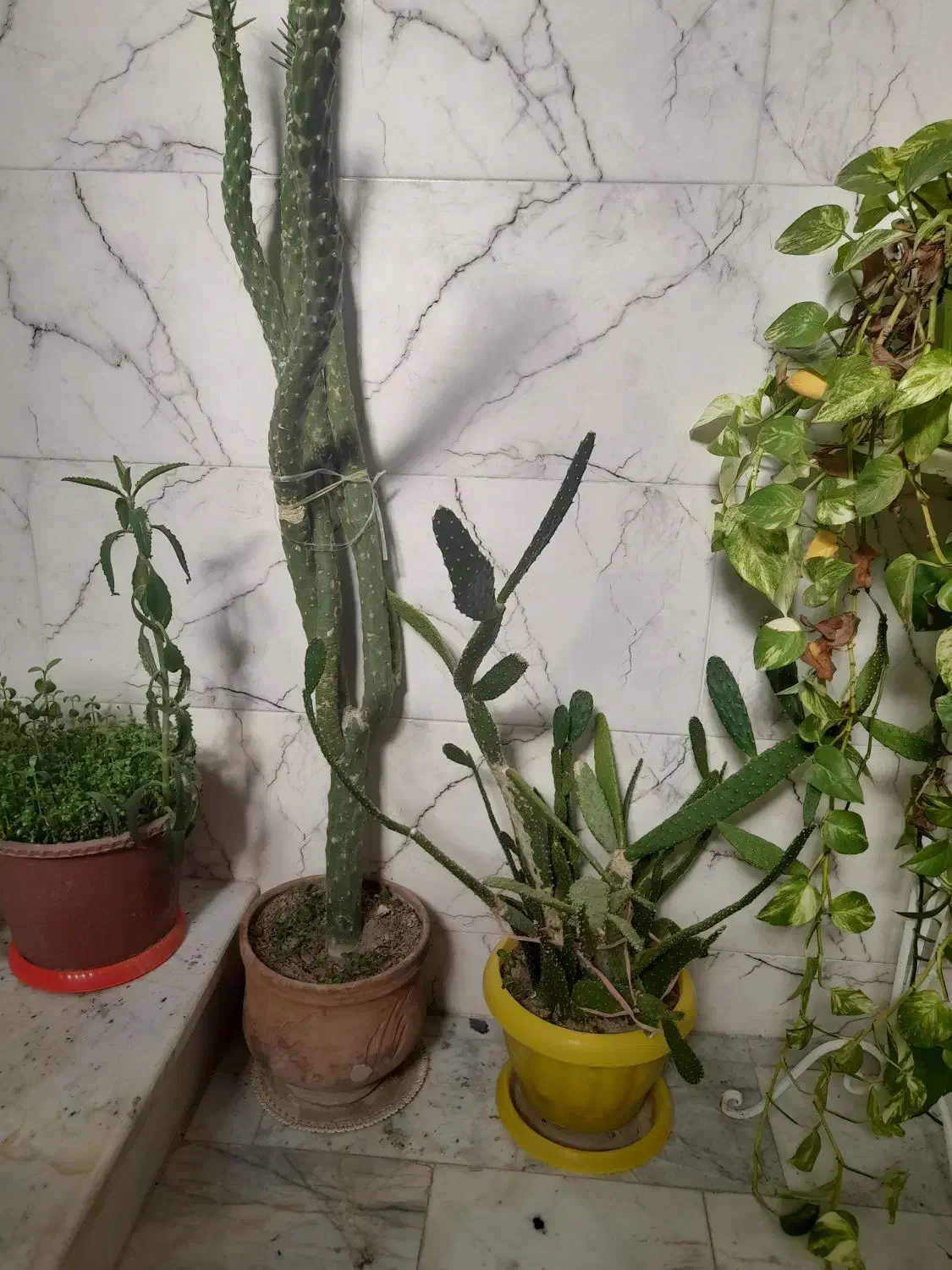 گل طبیعی|گل و گیاه طبیعی|محمدشهر, عباس آباد|دیوار