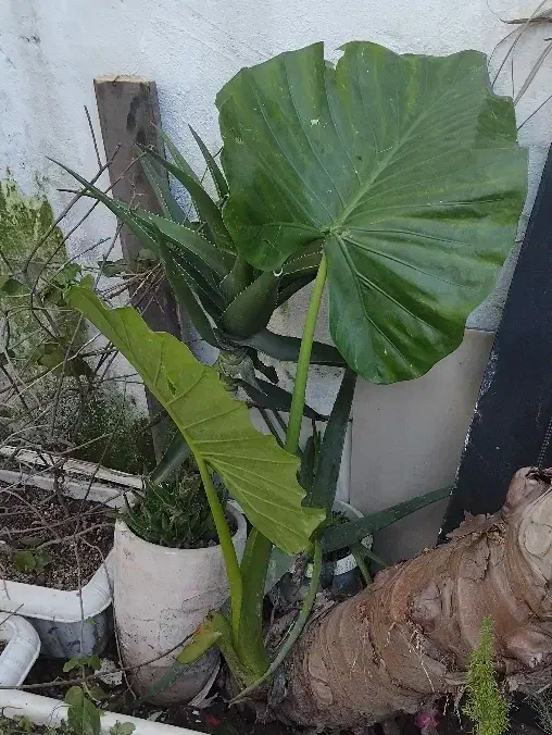 گل بابا آدم|گل و گیاه طبیعی|رشت, باهنر|دیوار