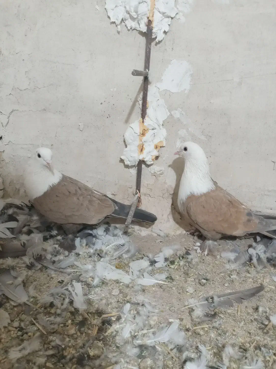 کلاغ کربلایی زرد|پرنده|رادکان, |دیوار