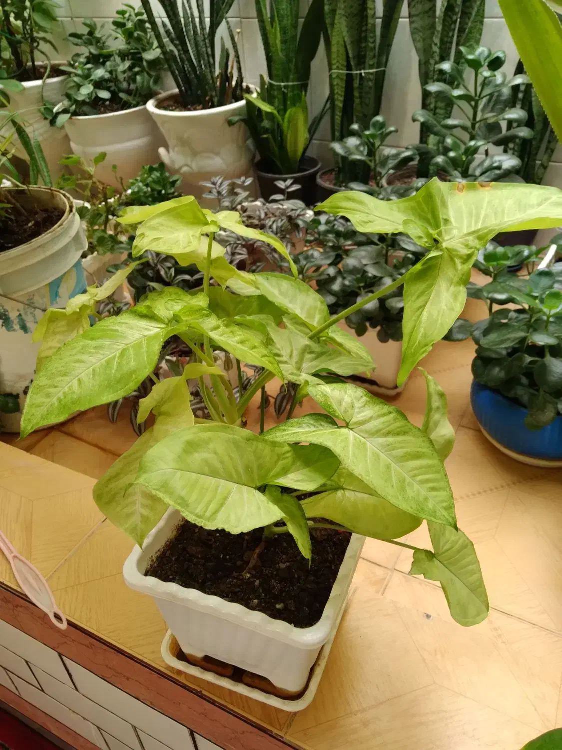 گل شاداب خونگی|گل و گیاه طبیعی|خرمآباد, |دیوار