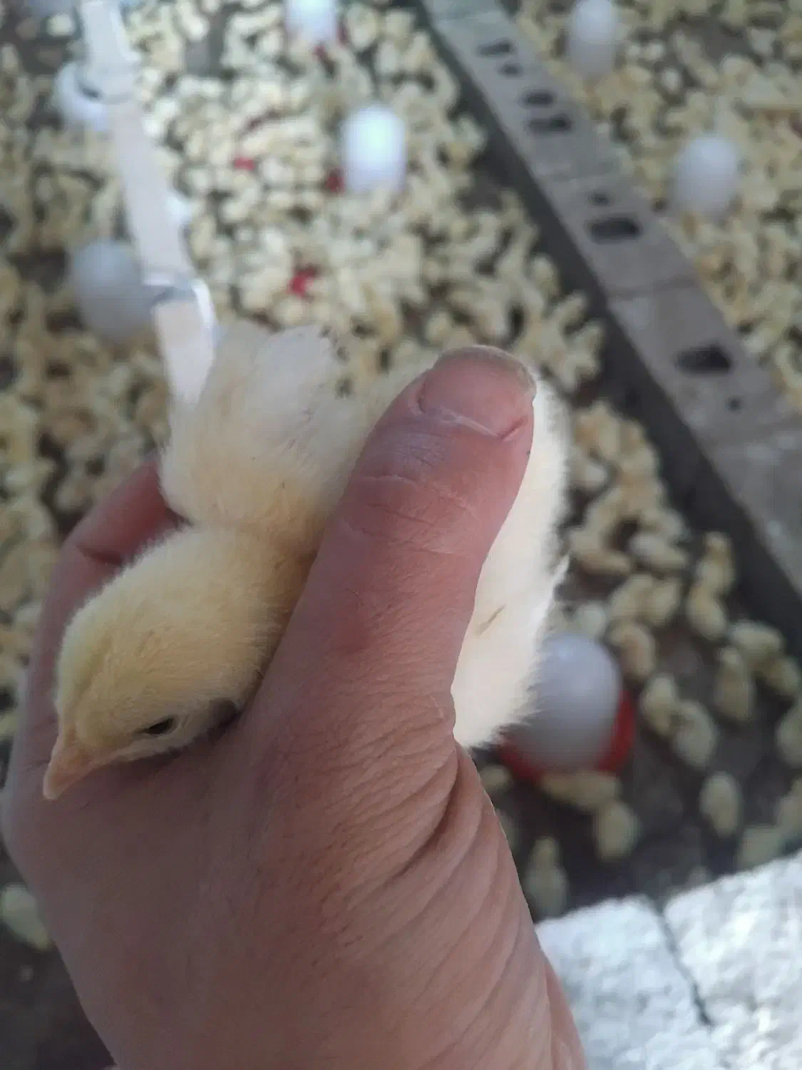 جوجه گوشتی ۸ روزه|حیوانات مزرعه|سبزوار, ابارش|دیوار