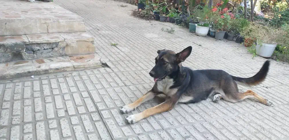 واگذاری نژاد مالی نویز|سگ|قائم‌شهر, |دیوار